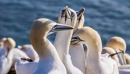 开云下载网址-LPL赛事整活：当解说看领先一万六还是没推掉时...