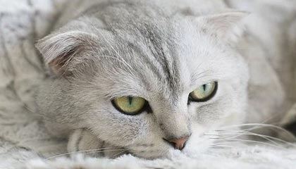 开云下载网址-LPL赛事整活：当解说看领先一万六还是没推掉时...