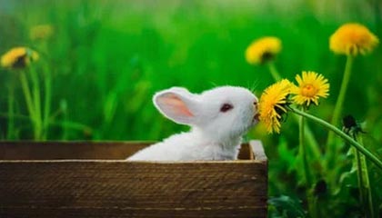 开云下载网址-LPL赛事整活：当解说看领先一万六还是没推掉时...